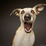 рыгун насос Собак avatar